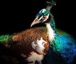 half-albino-peacock.jpg