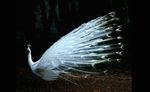 albino-peacock.jpg