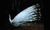 albino-peacock.jpg