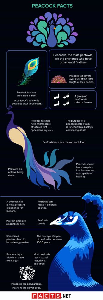 Peacock-Facts.jpg