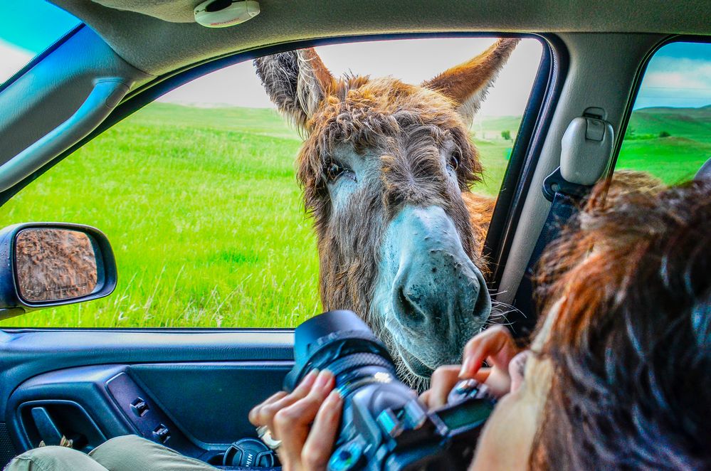 Begging Burros of Custer State Park