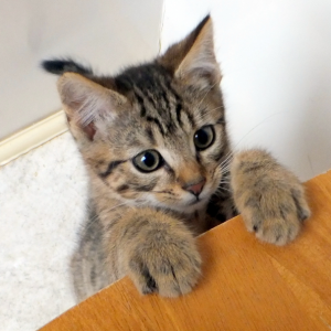 "Cookie to go with my coffee, please?"