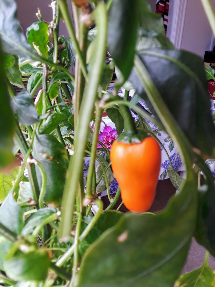 Sweet Peppers