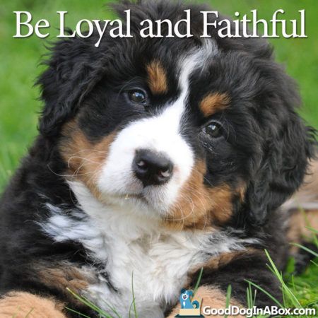 dog-quote-bernaise-mountain-dog-800x800-450x450.jpg