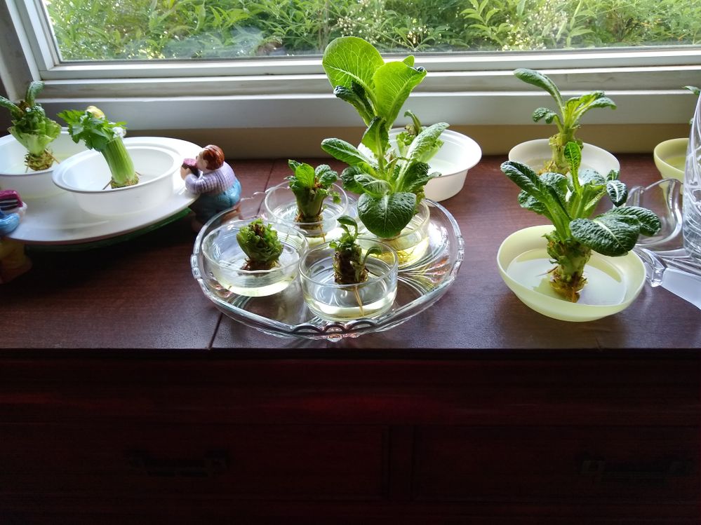 Regrowing Romaine and celery from ends.