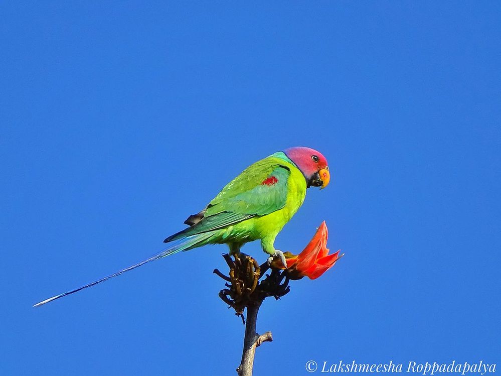 Plum_headed_parakeet_.jpg
