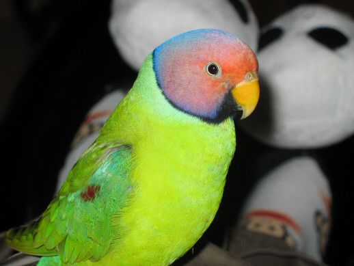 Plum-headed_Parakeet_(Psittacula_cyanocephala)_-upper_body_of_pet (1).jpg