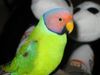Plum-headed_Parakeet_(Psittacula_cyanocephala)_-upper_body_of_pet (1).jpg