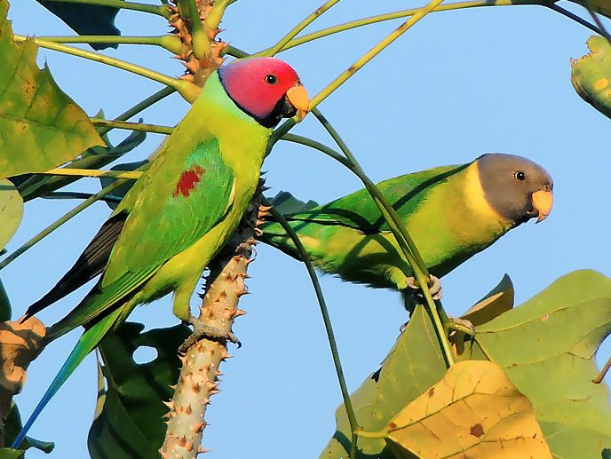 Pair_of_Plum-headed_parakeet_(Psittacula_cyanocephala)_Photograph_By_Shantanu_Kuveskar (1).jpg