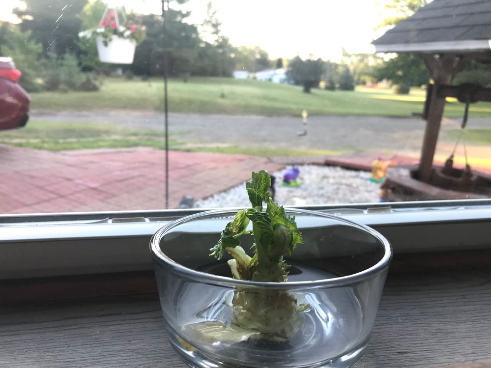 Regrowing Iceberg Lettuce - Week 1