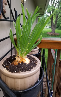 onion.PNG