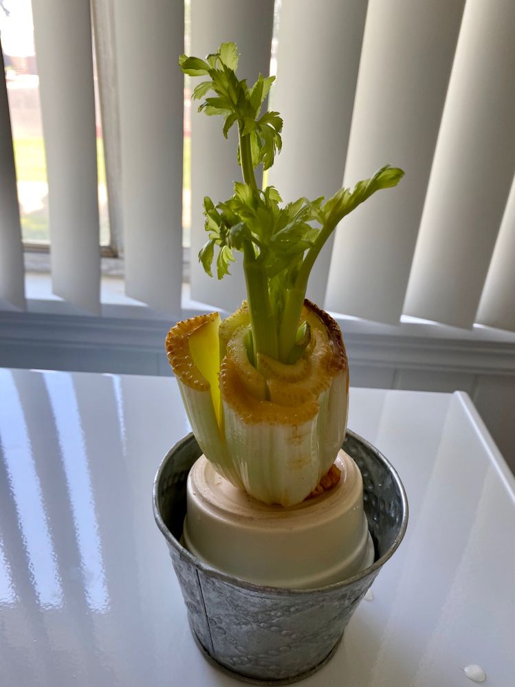 Starting my own celery..fun project and really interesting.
