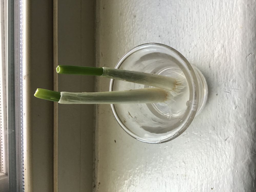 My green onions growing roots!