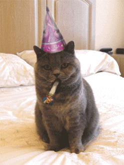 birthday cat.gif