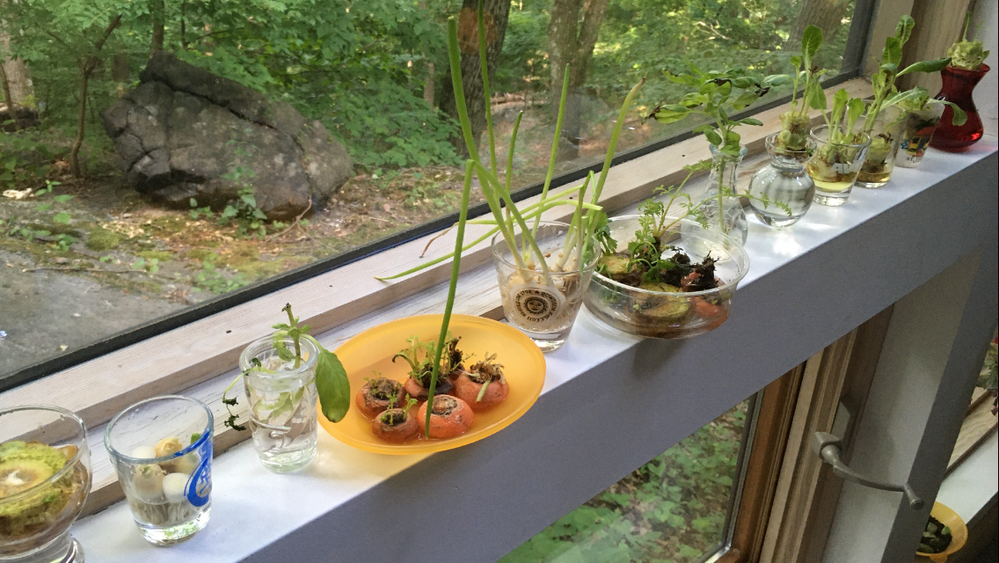 Our scraps window garden - inspired when scallions were at a premium and then expanded for indoor healthy "gardening" fun!