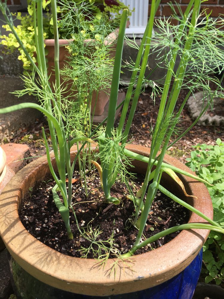 recycle/reuse green onions - here with dill