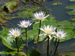 1280px-Nymphaea_nouchali5.jpeg