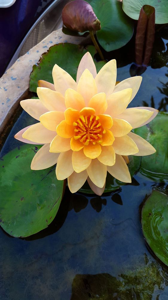 1080px-Water_Lily_in_Hyderabad.jpg