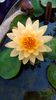 1080px-Water_Lily_in_Hyderabad.jpg