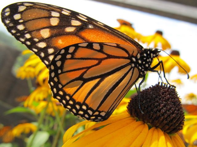 butterfly garden 028.JPG