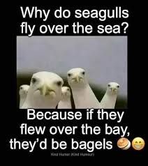 GULLS.jpg