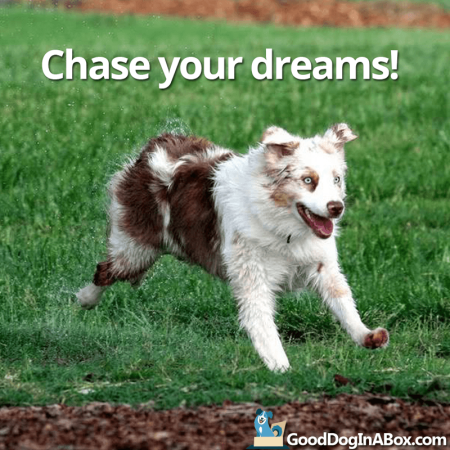 dog-quotes-chase-dreams-sm-450x450.png