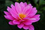 beautiful-pink-flower.jpg