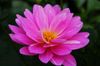 beautiful-pink-flower.jpg