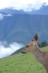 Deer in the Park