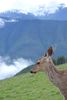 Deer in the Park