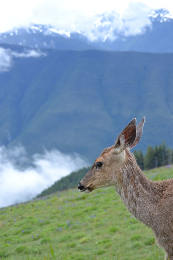 Deer in the park