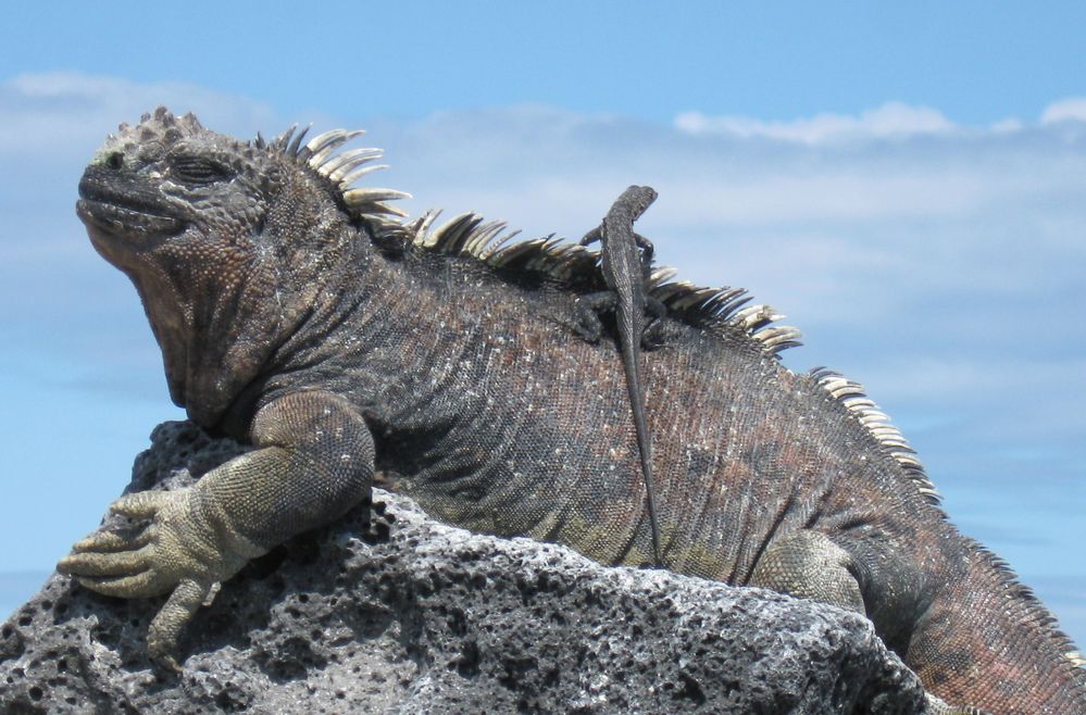 Marine Iguana and lizard