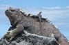 Marine Iguana and lizard