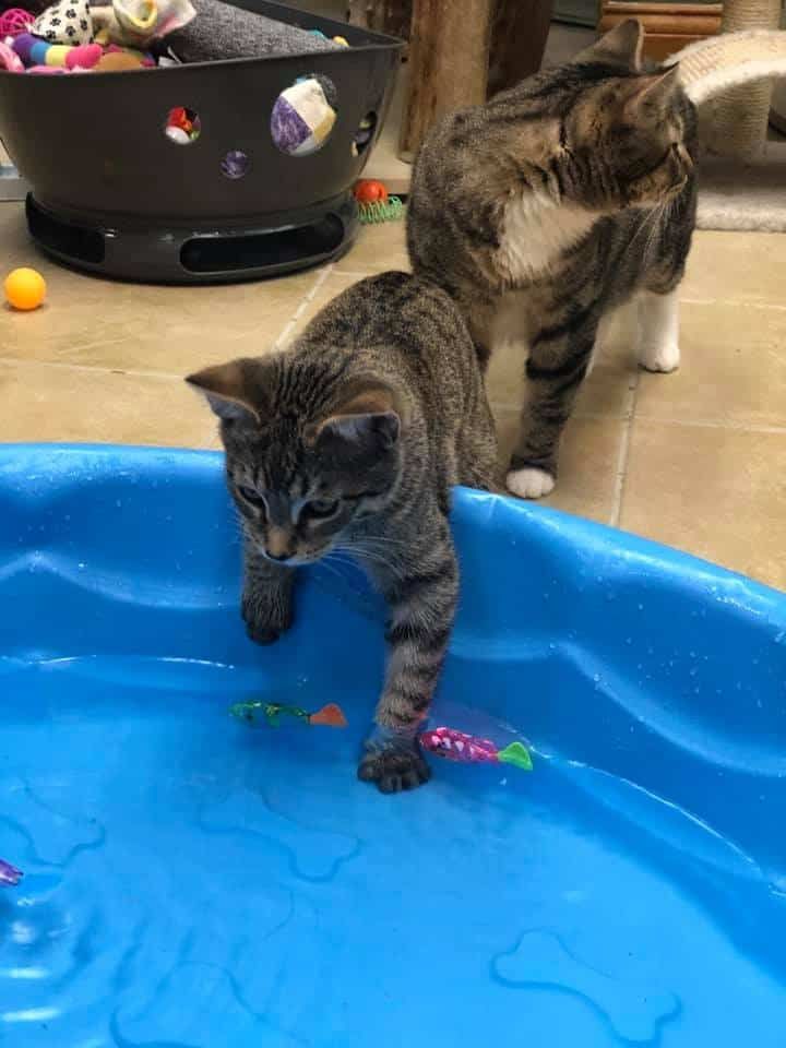 Pool party!