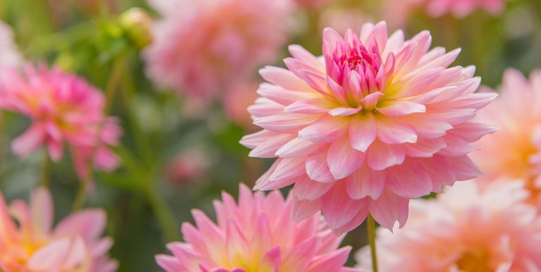 colorful-of-dahlia-pink-flower-in-beautiful-garden-royalty-free-image-825886130-1554743243.jpg