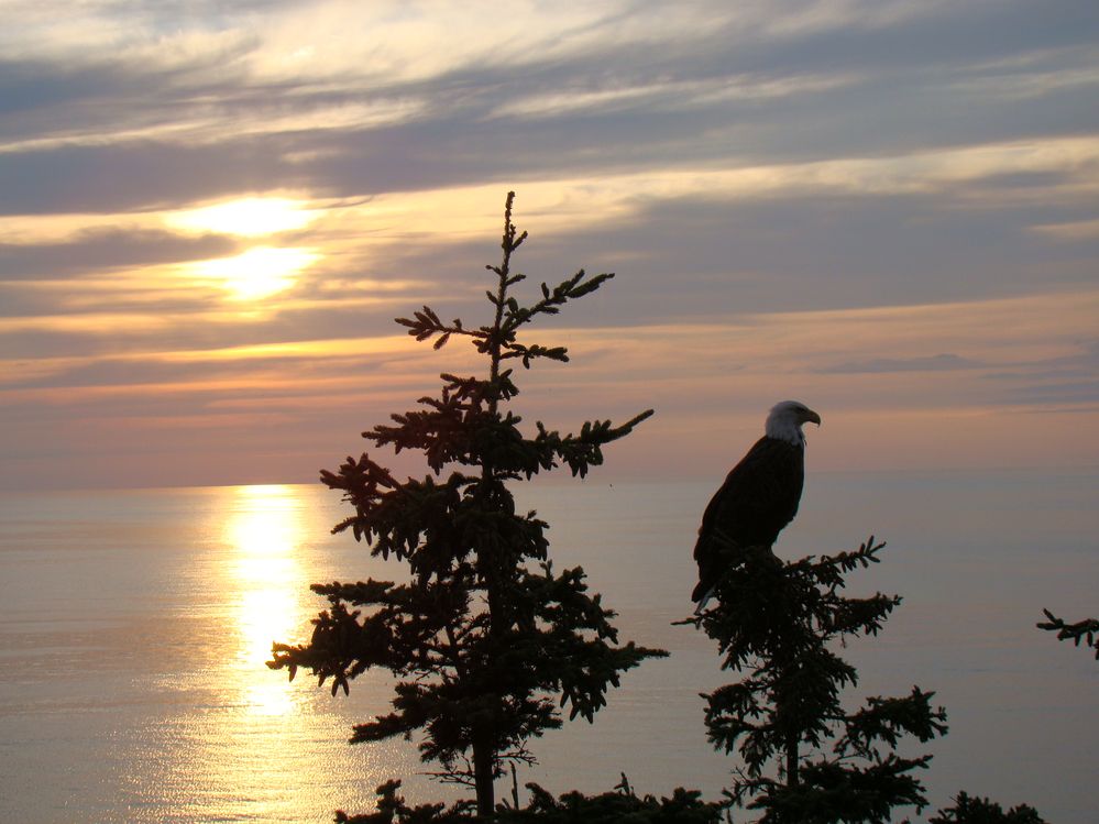 Eagle Roosting.JPG