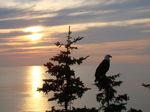Eagle Roosting.JPG