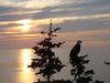 Eagle Roosting.JPG