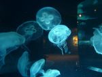 Jellyfish at Tennessee Aquarium in Chattanooga