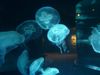 Jellyfish at Tennessee Aquarium in Chattanooga