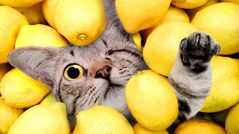 Anyone for lemonade?