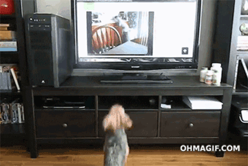 dog-jumping-tv.gif