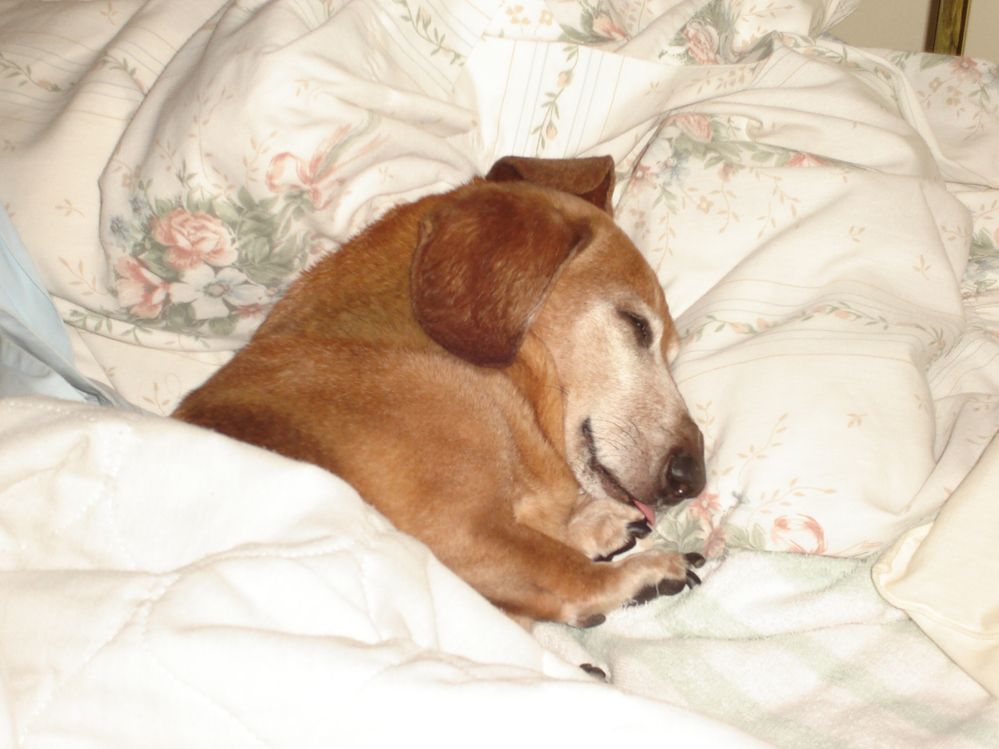 My little buddy, Rodney, that I had for 16 hears many years ago.  Not spoiled a bit :-)