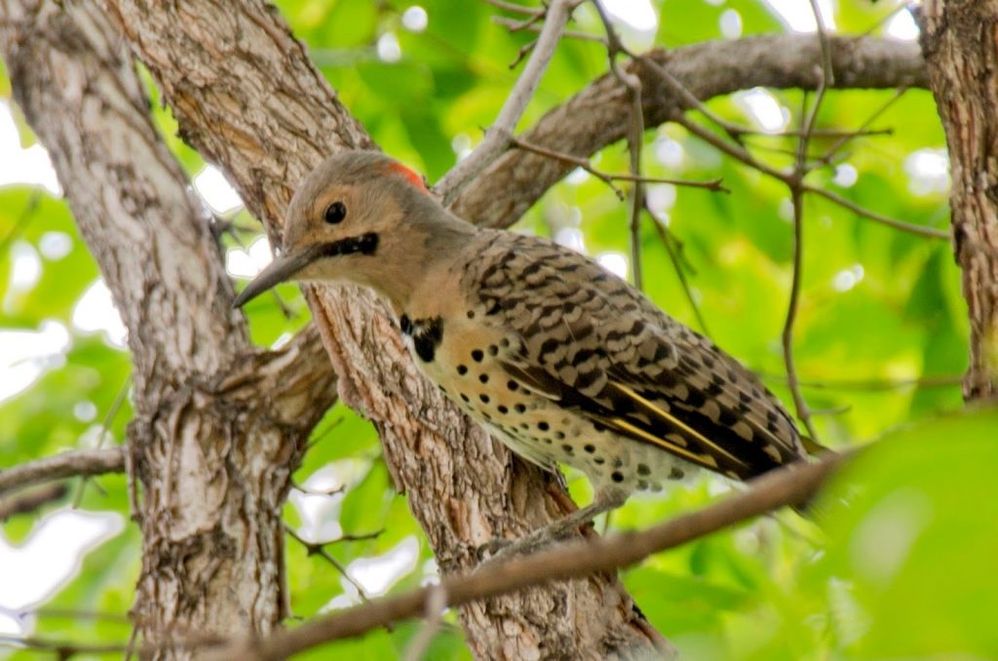 northern-flicker-colaptes-auratus-1.jpg
