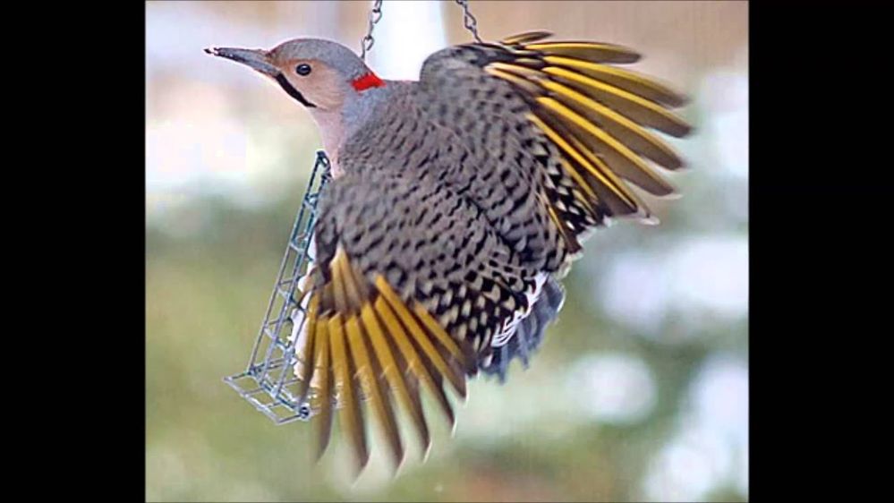 maxresdefault (1).jpg