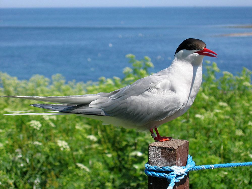 2009_07_02_-_Arctic_tern_on_Farne_Islands_-_The_blue_rope_demarcates_the_visitors'_path.JPG