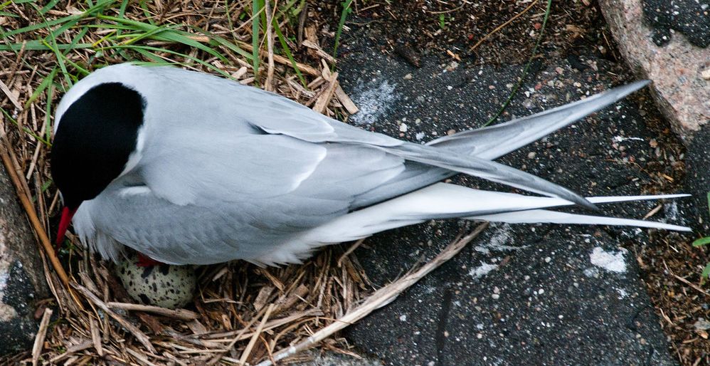 Eidersperrwerk_18.05.2013_13-19-06.jpg