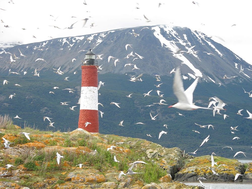 Sea_birds_and_Lighthouse.jpg