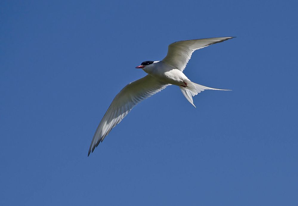 Sterna_paradisaea-pjt1.jpg