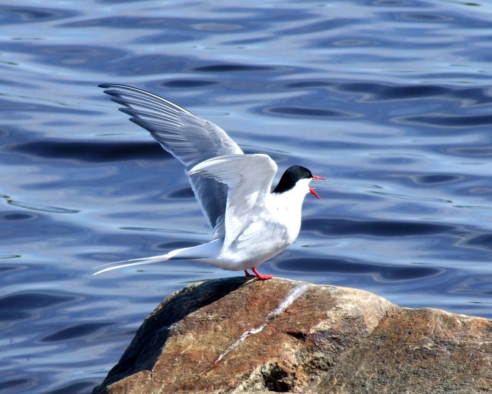 1280px-Arctic_Tern_2006_06_08.jpeg